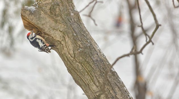 Male great spotted woodpecker (Dendrocopos major) on tree brunch