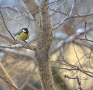 great tit on tree brunch in winter time