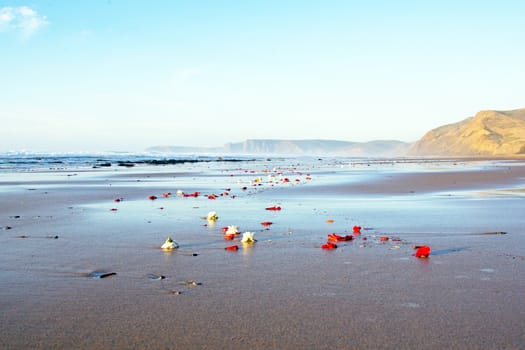 Flowers at the beach in Portugal