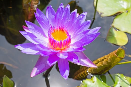 Purple lotus flower floating on water