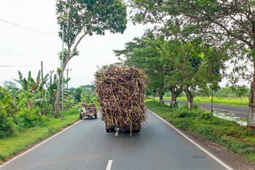 Driving in the countryside from Java in Indonesia transporting grass 