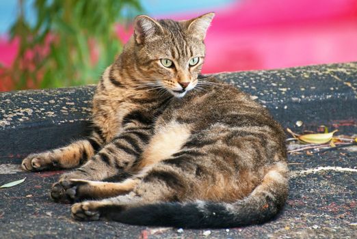 Portrait of dirty stray feral cat outdoors.