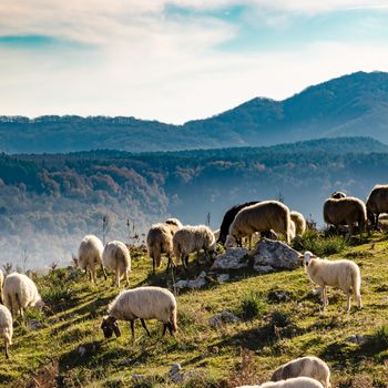 The sheeps grazing in the high mountains