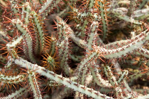 image of Cactus Plants