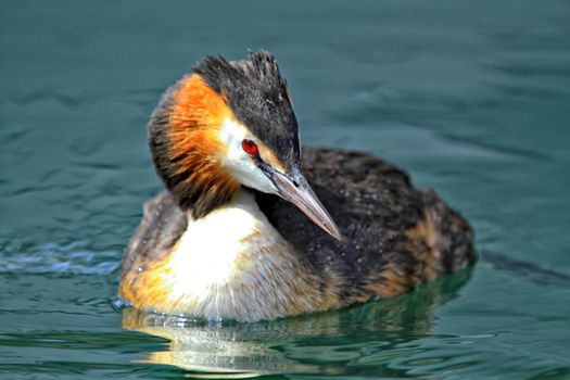 Great crested grebe and water