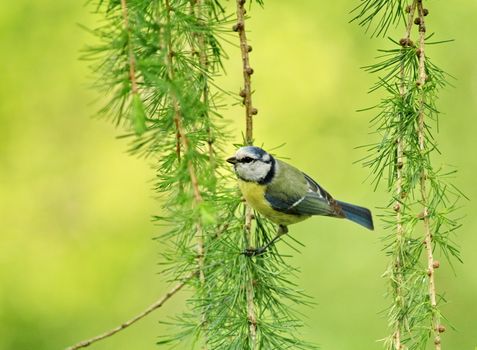 Eurasian blue tit attached to a tree branch