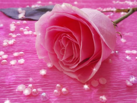 pink rose