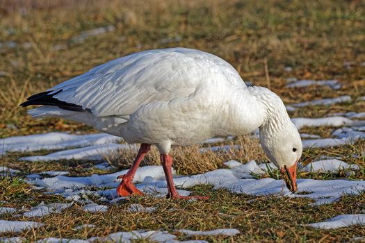A Snow Goose feeding on grass in a field covered with patchy snow.