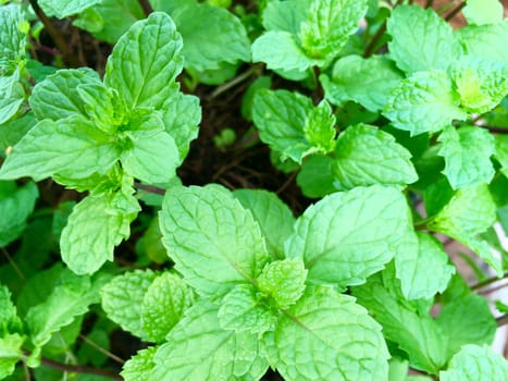 Closeup of mint leaves growing in the garden. Background of peppermint.