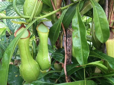 Closeup of tropical pitchers plant of monkey cup. Background of nepenthe villosa.