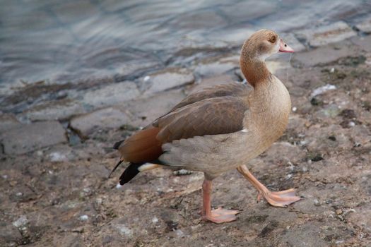 A Goose relaxing on a street in luxemburg