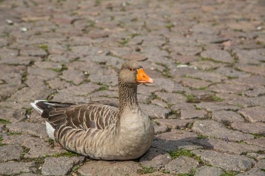 A Goose relaxing on a street in luxemburg