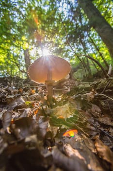 Mushroom in sunlight in germany at a nice forest