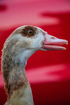 A Goose relaxing on a street in luxemburg