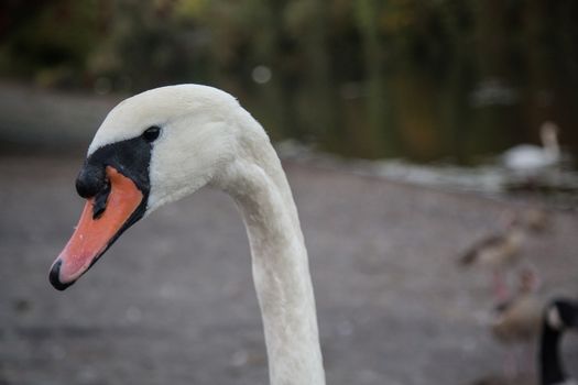 Head of a mute swan with its long neck