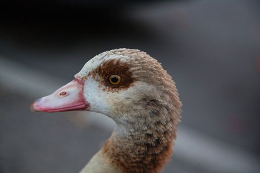 A Goose relaxing on a street in luxemburg