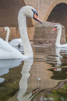 Head of a mute swan with its long neck