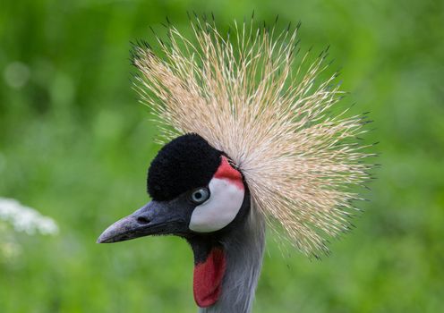 Head view of an asian crown crane showing his beautiful head-color