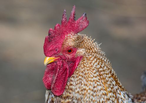 Head of a german land chicken, showing the beautfiful red skin