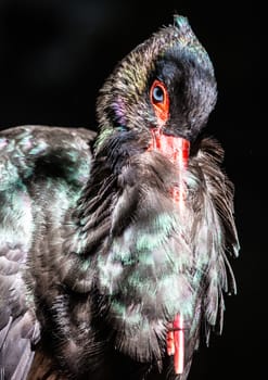 A Seldom black stork with beautiful black colored feathers