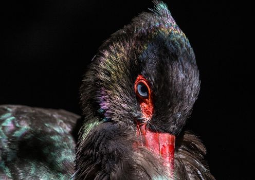 A Seldom black stork with beautiful black colored feathers