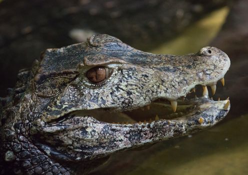 Head of an alligator looking for enemies and ready to snap