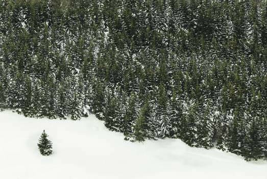 Edge of norway spruce tree wood with snow and isolated tree.