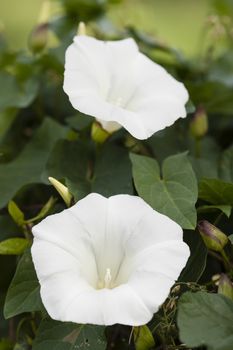White flowers of Morning Glory Ipomea plant