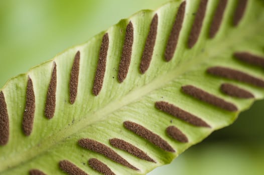 Spores lines and spots on underside of fern leaves.