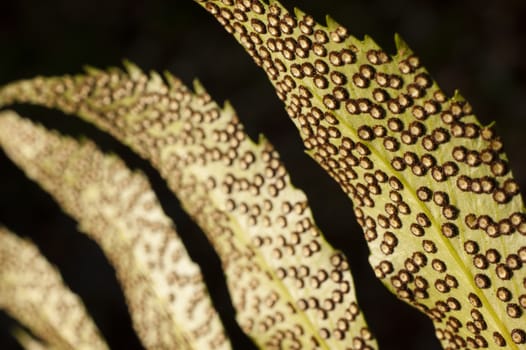 Spores lines and spots on underside of fern leaves.