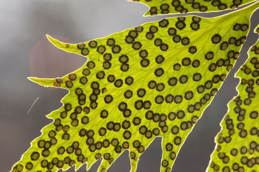 Spores lines and spots on underside of fern leaves.