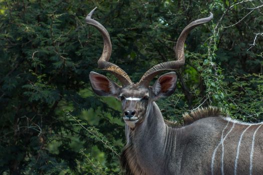 Greater kudu closeup photo