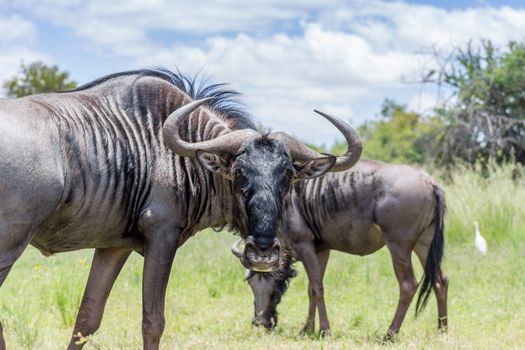 Blue wildebeest (Connochaetes taurinus) looking at the camera