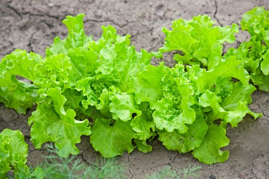 The leaves of green lettuce in the garden close-up.
