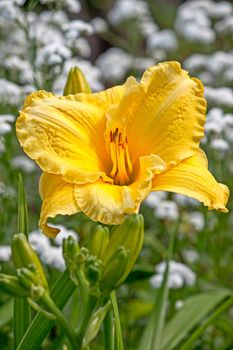 Yellow daylily flower close-up.