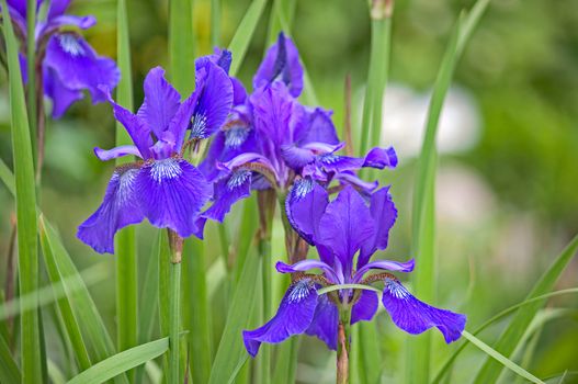 Iris close-up  on  background of green leaves.