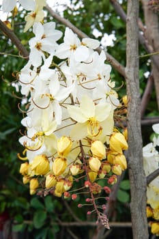 rainbow white and yellow shower flower on tree