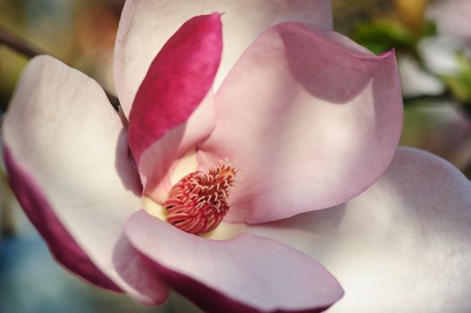 Pink magnolia flower blossoming in spring garden. Close-up