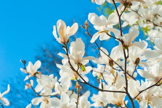 white blossoming magnolia trees in the spring garden.