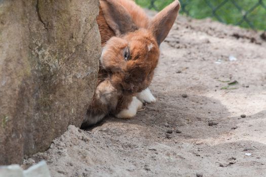 Brown Rabbit - Bunny sitting on sandy soil.