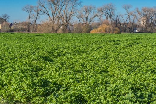 View of an Agra field in winter. Cultivated with winter vegetables.