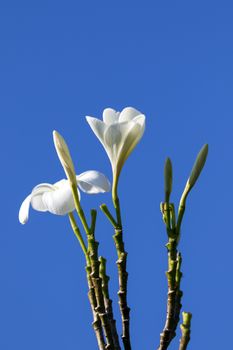 Image of tropical flowers frangipani (plumeria)  on blue background.