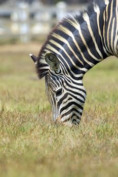 Image of an zebra eating grass on nature background. Wild Animals.