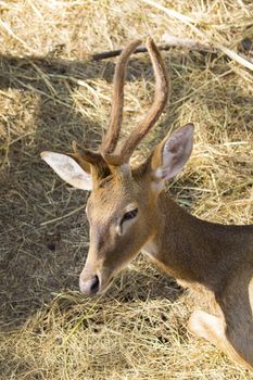 Image of a deer on nature background. wild animals.