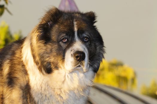 Adult Caucasian Shepherd dog  in the yard. Fluffy Caucasian shepherd dog in the yard