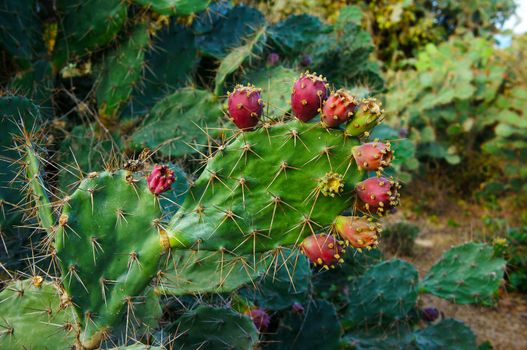 Close up of cactus and flower on sand hill at Phan Rang, Vietnam, a kind of plant that stand in hot weather