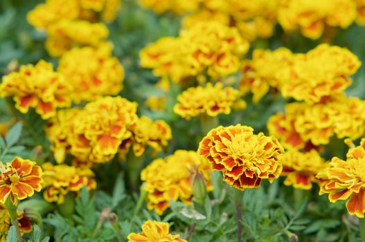 Close up Tagetes erecta or marigold have yellow and orange flower with green leaves in garden.