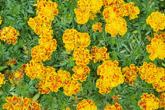 Marigold or Tagetes erecta have yellow and orange flower with green leaves in garden.