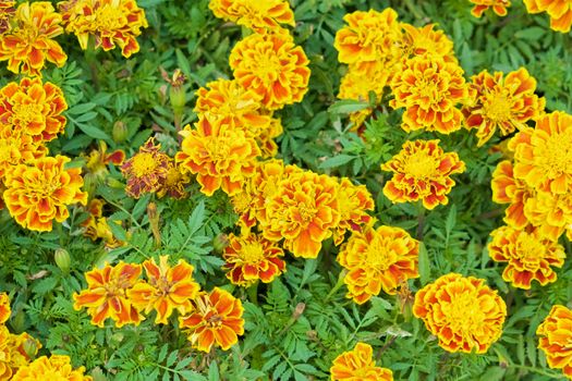 Tagetes erecta or marigold have yellow and orange flower with green leaves in garden.