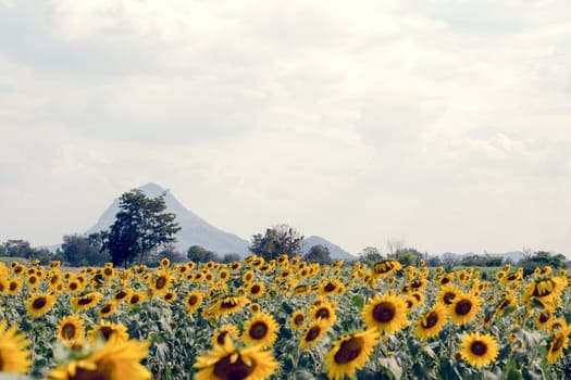 Summer sunflower field. Field of sunflowers with blue sky. A sunflower field at sunset.